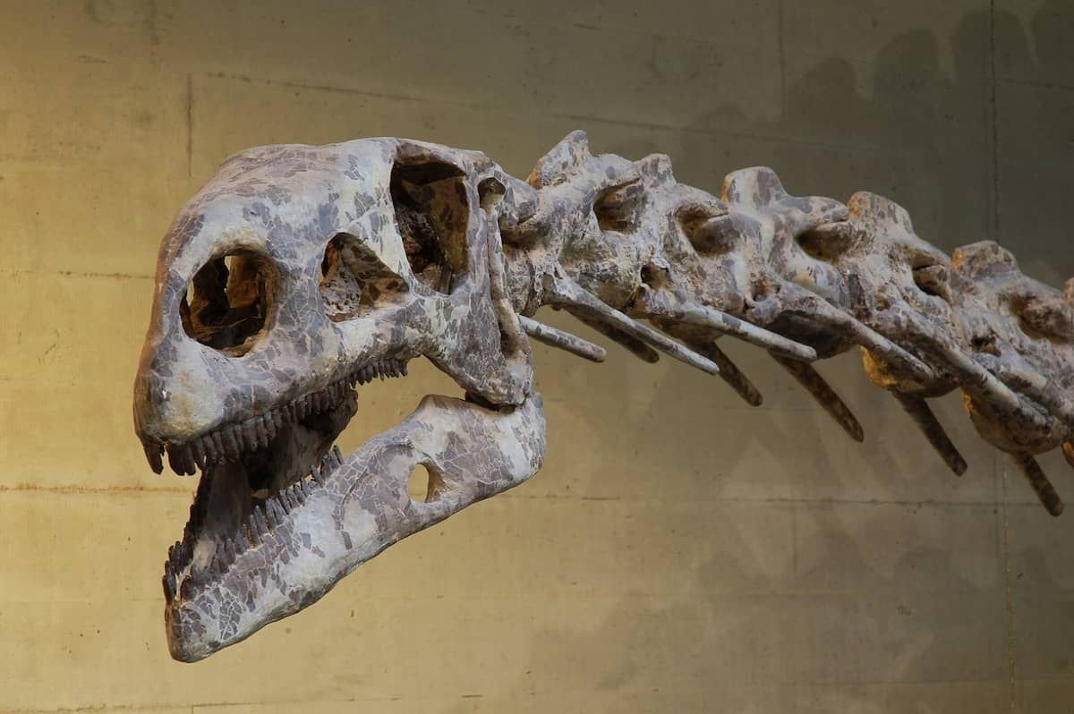 Платеозавр скелет