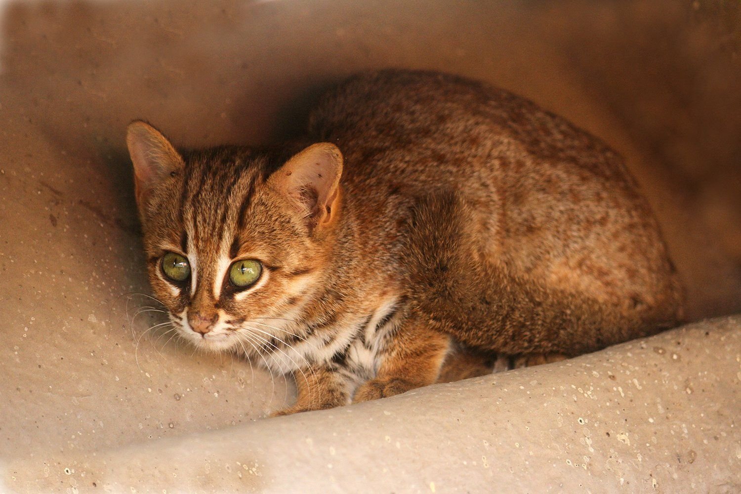 Рыжая пятнистая кошка Prionailurus rubiginosus