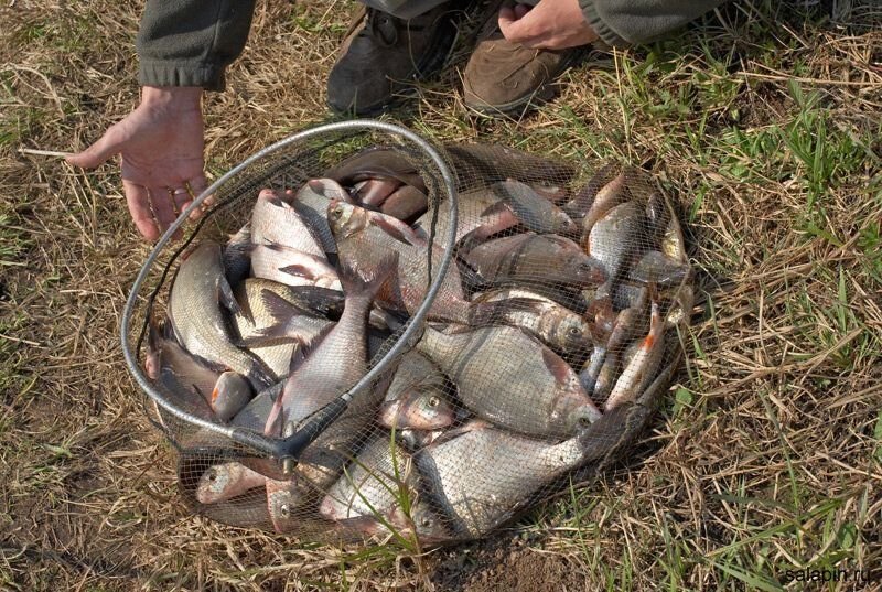 Поймайте рыбу побольше. Полный садок рыбы. Улов рыбы в садке. Садок с уловом. Садок с лещами.