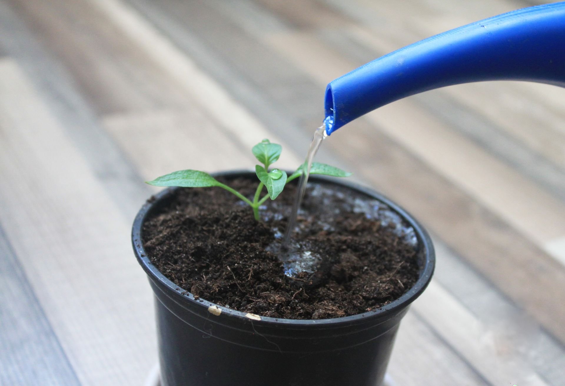 Семена для рассады. Марганцовка для растений в саду и огороде. Рассада томатов. Можно рассаду поливать марганцовкой. Можно рассаду поливать марганцовкой.