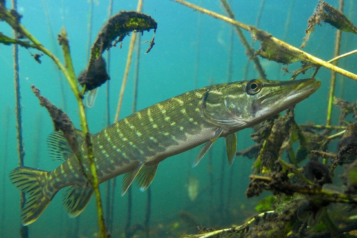 Щука в саратовской области. Щука Esox Lucius. Вид обыкновенная щука - Esox Lucius. Esox Lucius рыба. Балтийская щука.