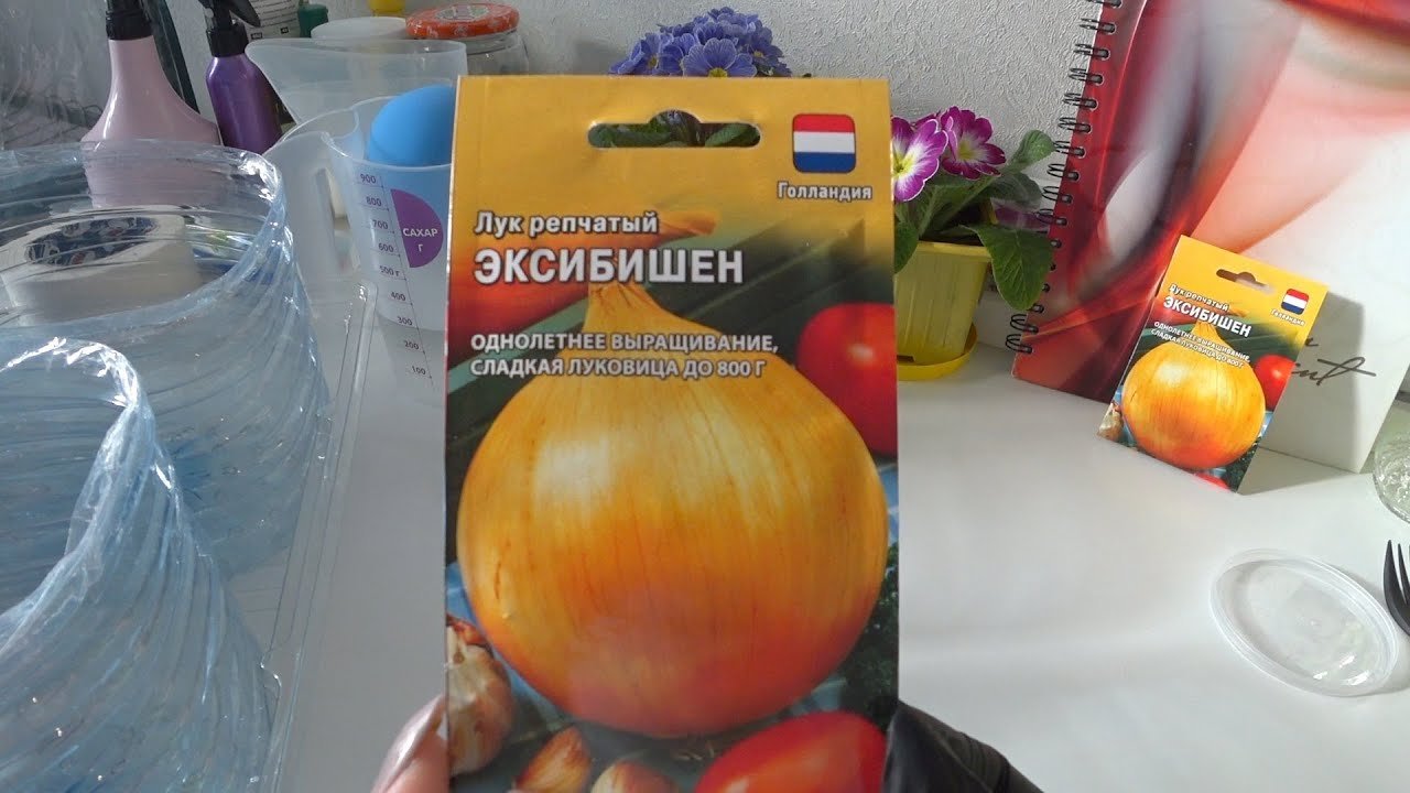 Эксибишен в улитках посадка. Лук Эксибишен семена. Лук Чернушка Эксибишен. Лук Эксибишен в стаканчиках. Семена Эксибишен Чернушка.