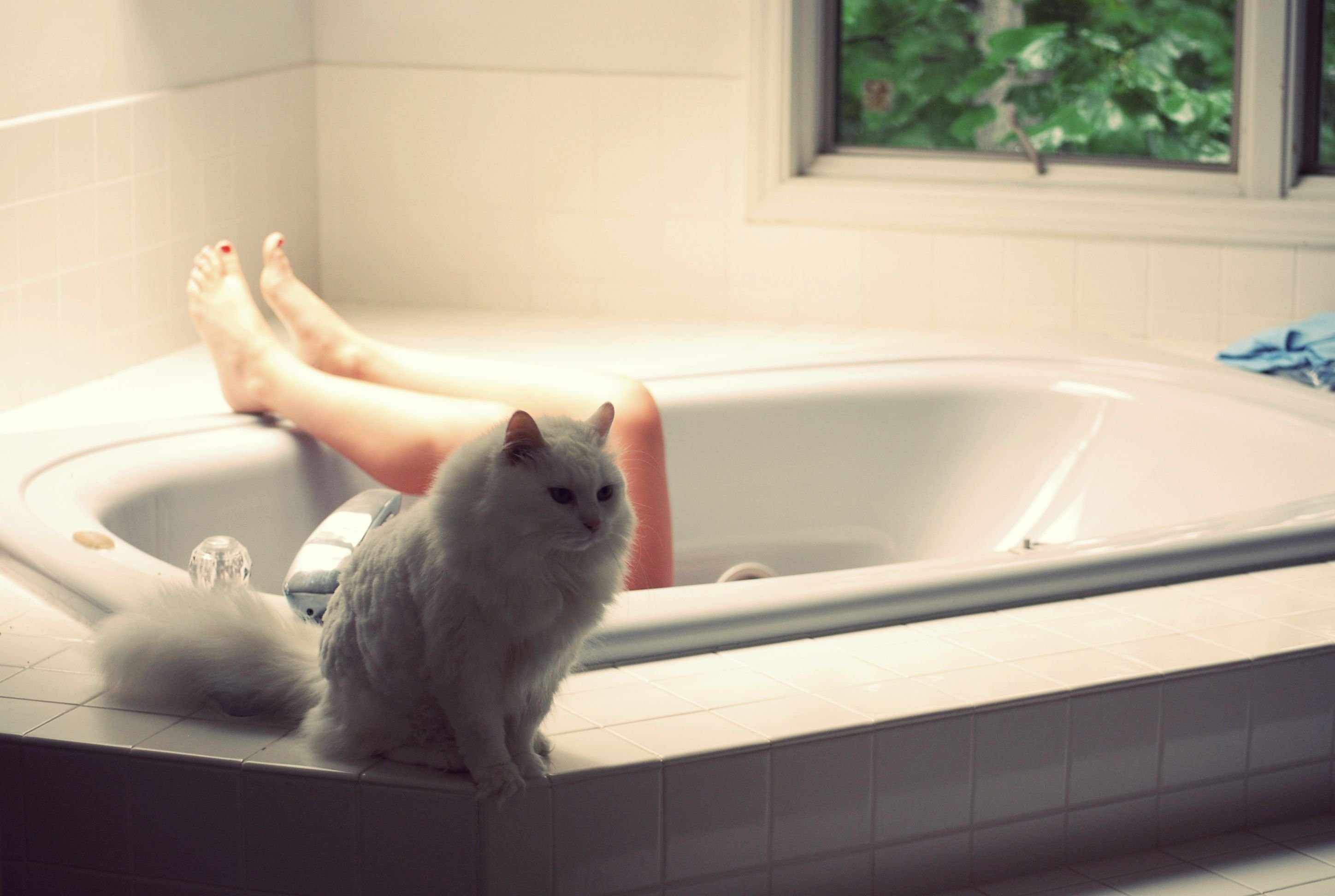 Покажи картинку ванной. Котик в ванной. Кошка в ванной. Котенок в ванне. Смешные коты в ванной.