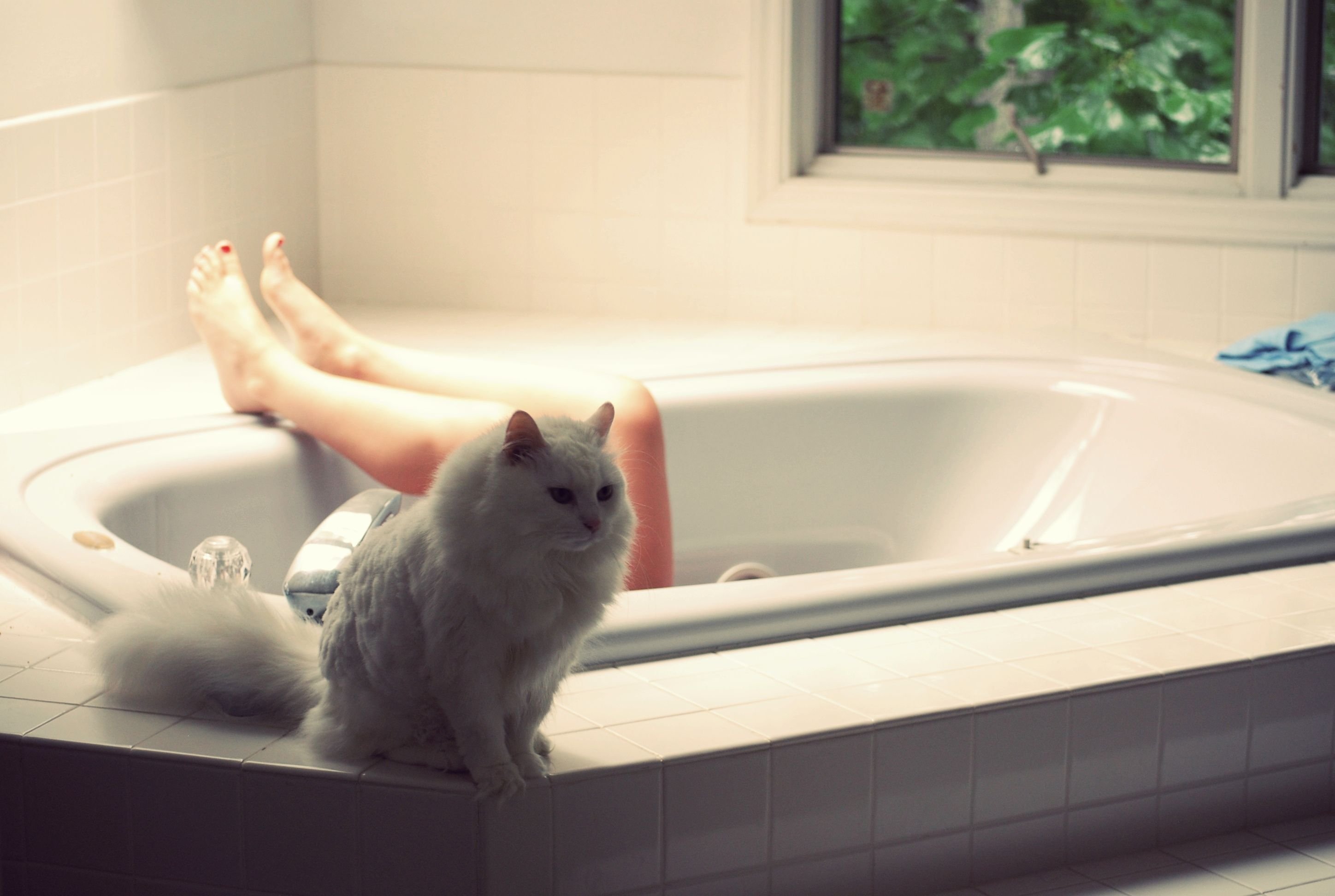 Смешные коты в ванной