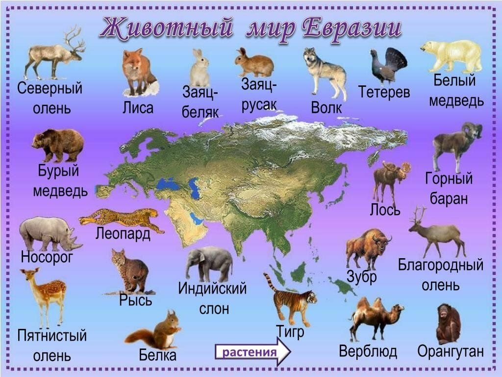 На каком материке северный олень. Животный мир Евразии карта. Животные Евразии 4 класс окружающий мир. Материк Евразия животные Евразии. Животный и растительный мир Евразии на карте.