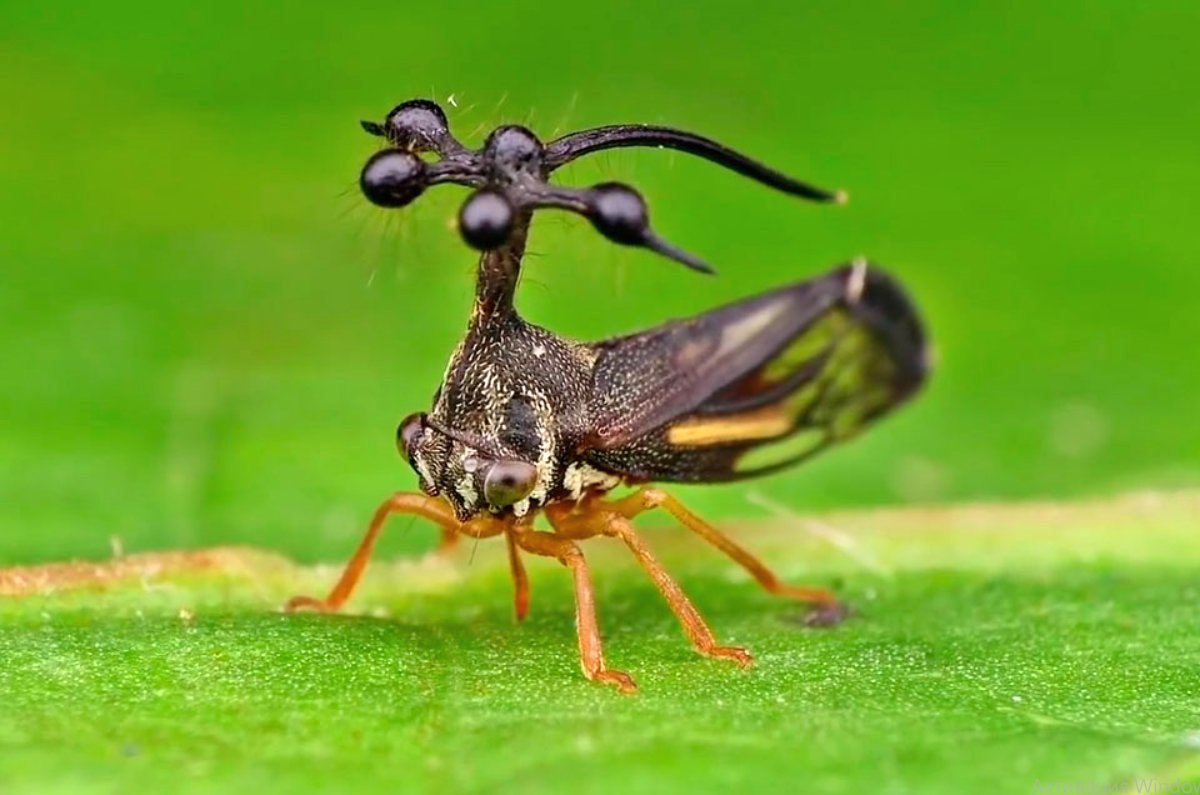 Бразильская Горбатка (Bocydium globulare)