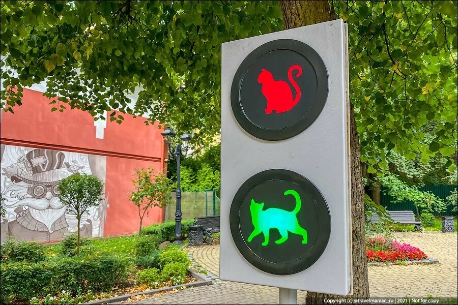 коте светофор. зеленоградск кошкин светофор. светофор для кошек в зеленоградске калининградской области. зеленоградск кошачий светофор курортный проспект. зеленоградск город кошек светофор.