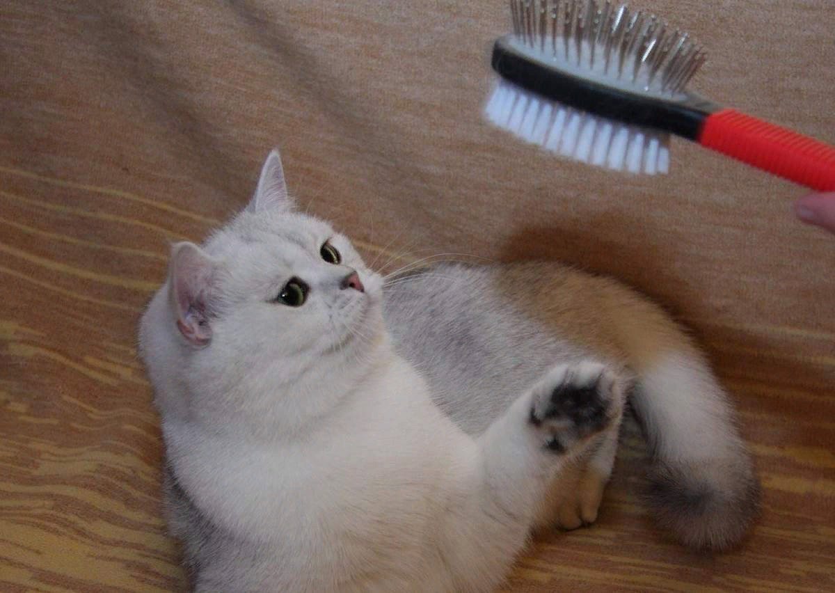 Рост волосы у кошки
