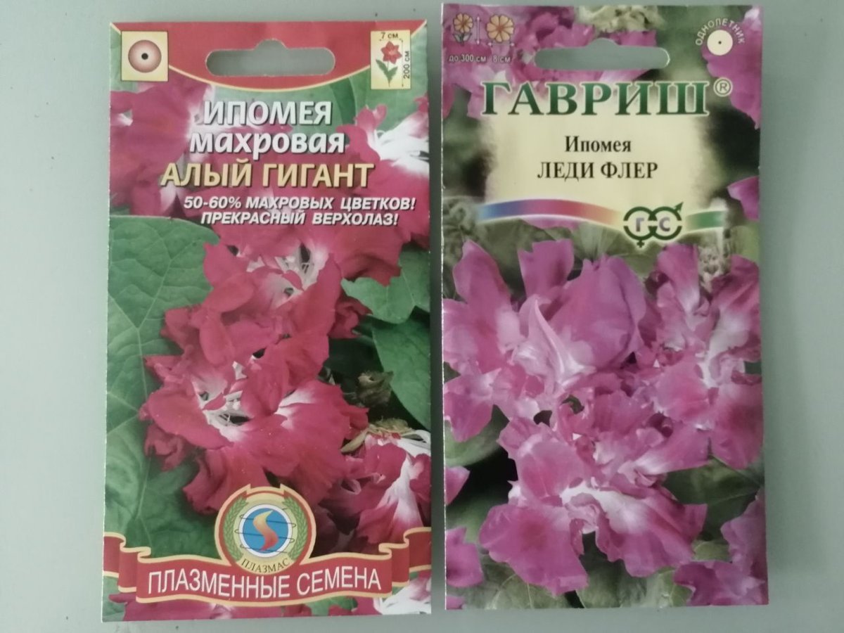 Калистегия махровая семена