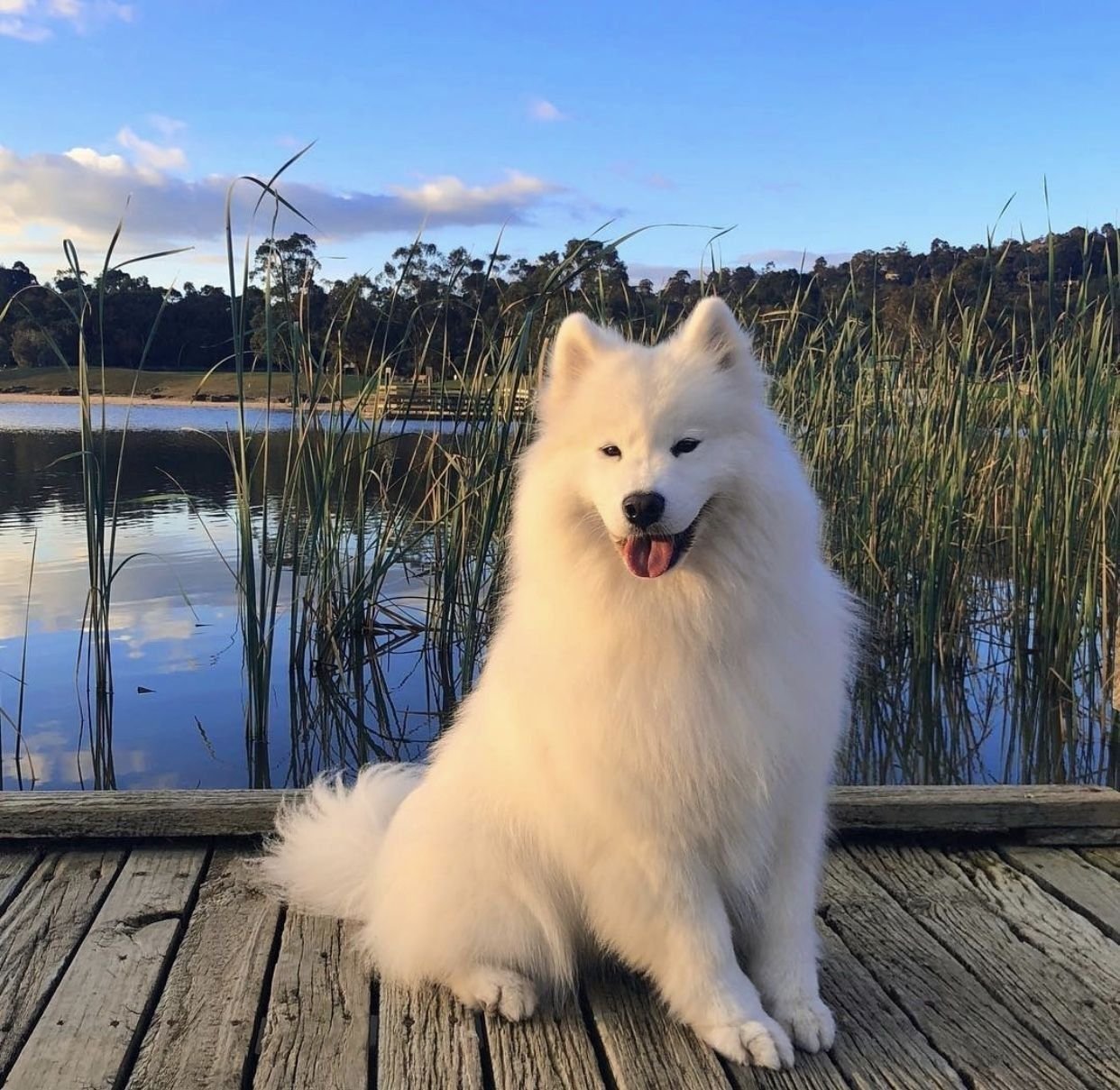 Взрослый самоед фото белый собака