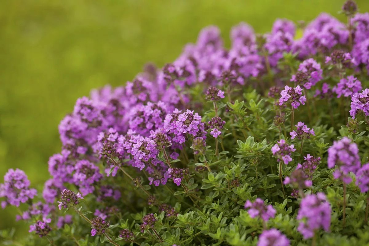 Тимьян ползучий (Thymus serpyllum)