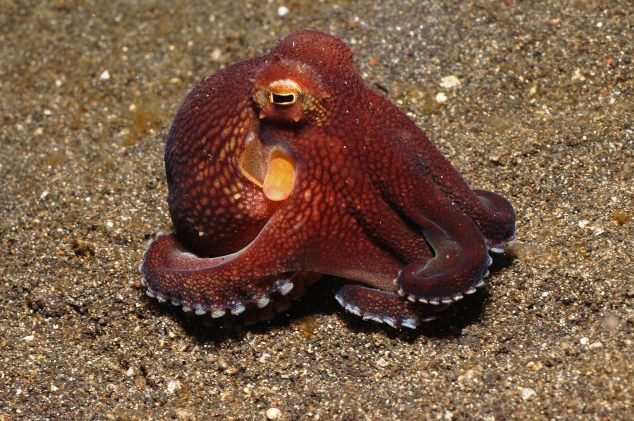 Octopus animal. Головоногие моллюски осьминог. Спрут головоногий моллюск. Осьминог Джильберта. Безглазый глубоководный осьминог.