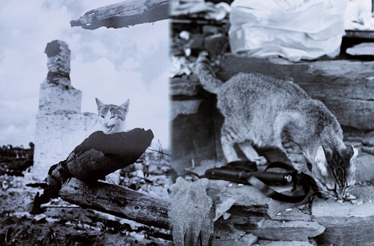 кот васька блокада ленинграда. кот-слухач блокада ленинграда. блокада ленинграда кошки. коты блокадного ленинграда. эрмитажные коты в блокаду ленинграда.
