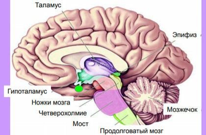 Гипофиз и эпифиз на рисунке отмечены цифрой