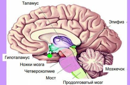 Гипофиз эпифиз гипоталамус картинки