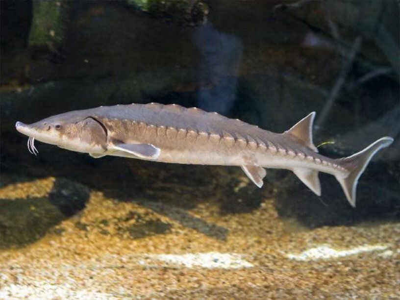 Рыба Atlantic Sturgeon