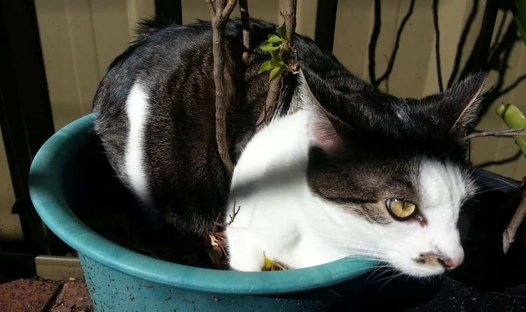 Кошки не гадили. Яндекс кошачий горшок. Горшок кота грязный. Кот с горшком на голове. Носом в горшок пятнистого.