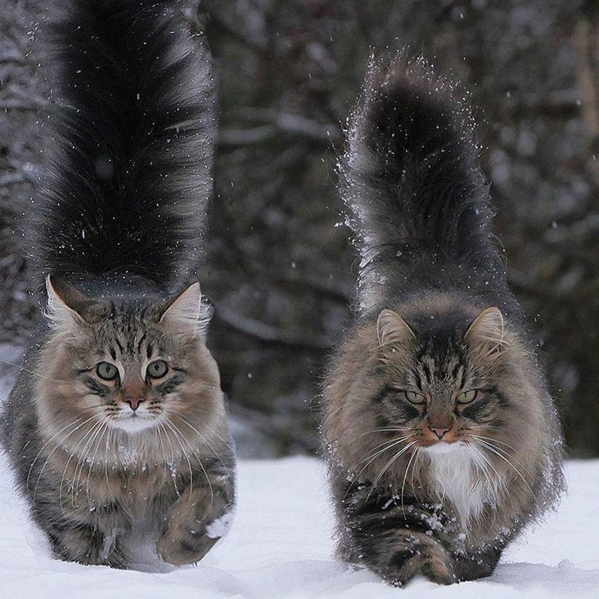 Стоит пушистая зима. Сибирский Лесной кот. Норвежский Лесной кот. Лесной кот Мейн кун. Норвежская Лесная кошка и Мейн кун.