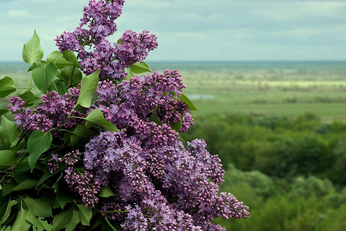 Сирень Syringa vulgaris