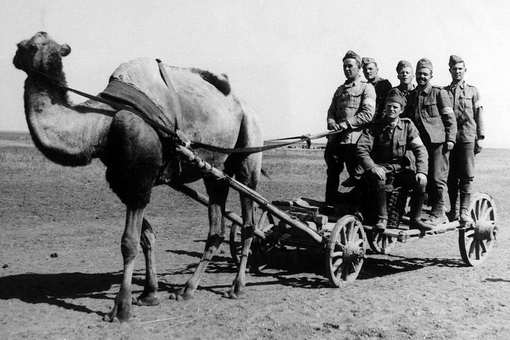 Пушки на верблюдах