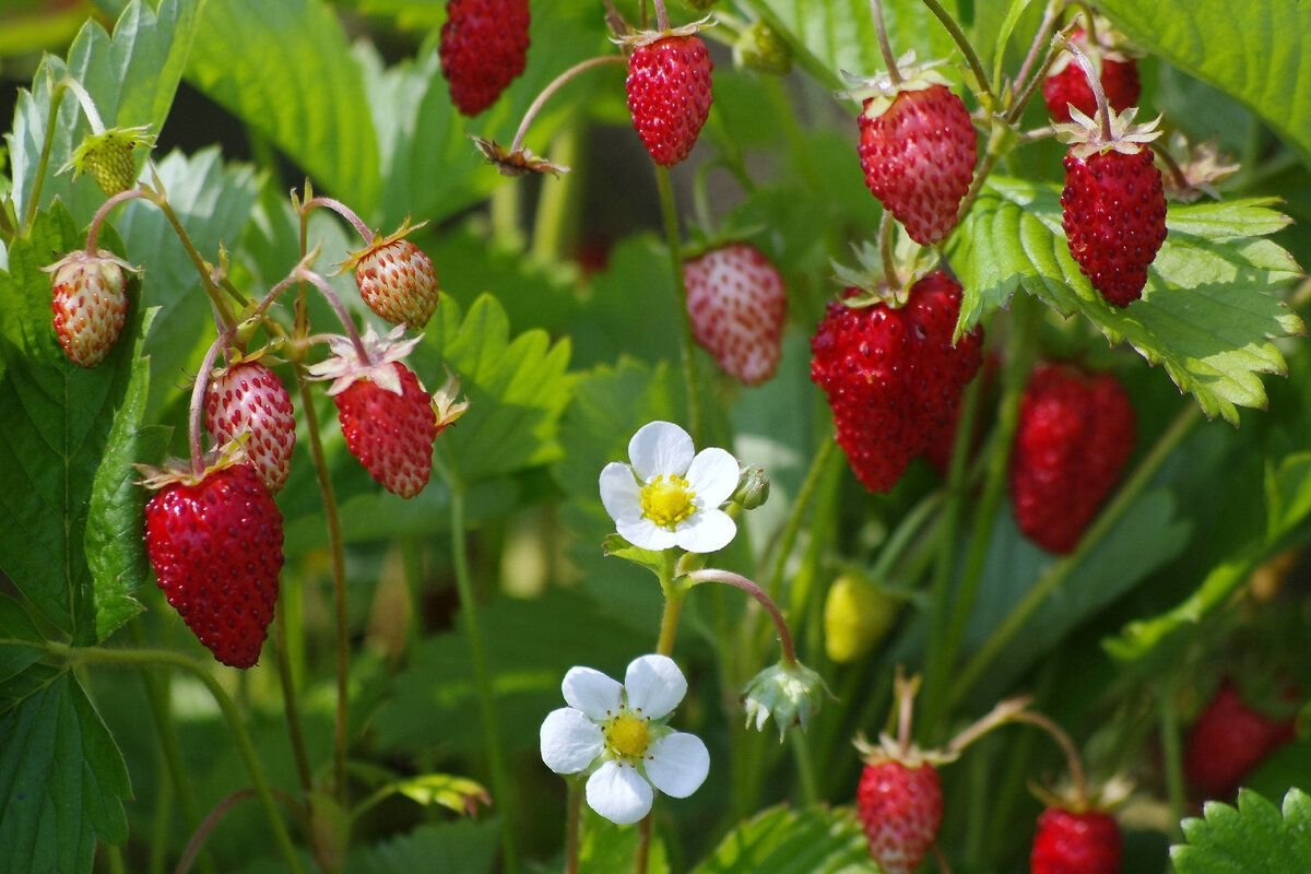 Земляника Лесная (Fragaria vesca)