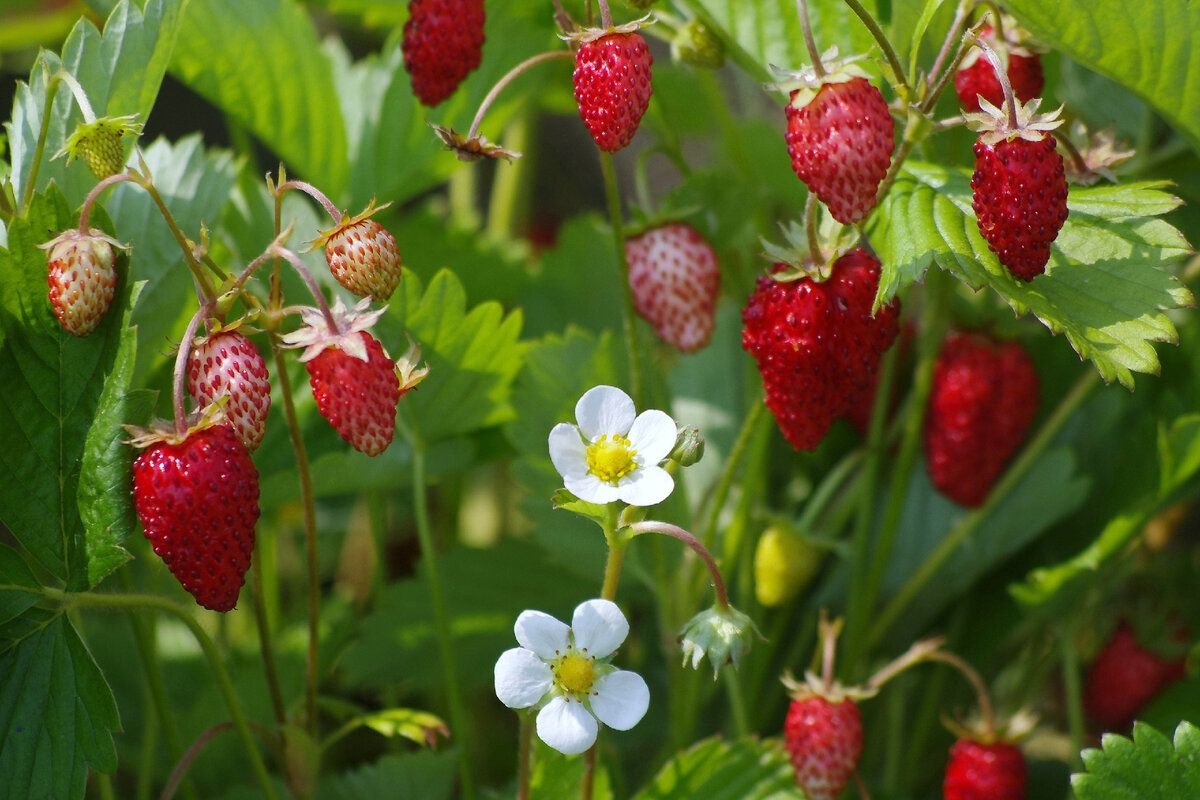 Земляника Лесная (Fragaria vesca)