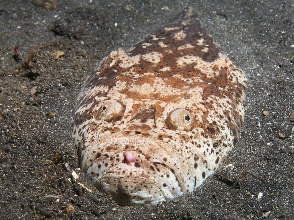 Морская корова рыба черное море