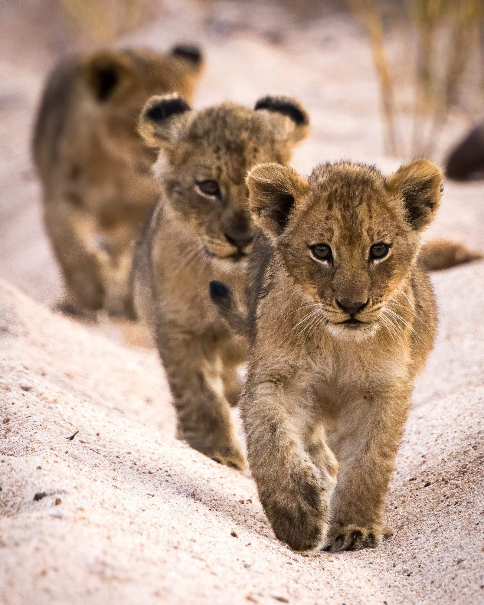 лев львица и львенок. милые львята. львица с 3 львятами. красивый львенок. лев львица и 3 львенка.