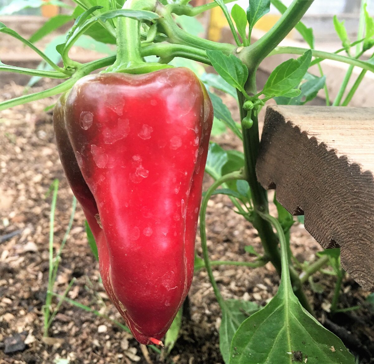 Перец клаудио f1 5шт (партнер). Партнер перец клаудио f1. Партнер перец клаудио f1. Сорт перцев клаудио. Перец риалто f1.