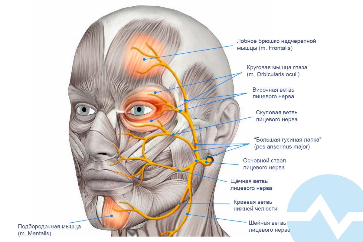 Почему дергаются мышцы глаза. Лицевой нерв иннервирует мышцы лица. Лицевой черепно мозговой нерв. Лицевой нерв иннервация мышц шеи. Иннервация тройничного и лицевого нерва.