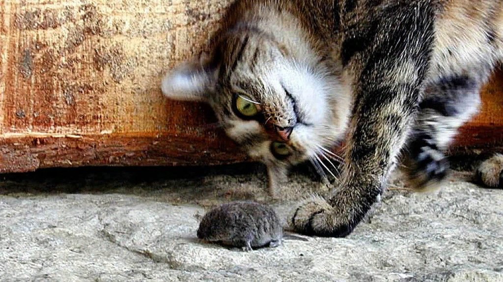 Кот ловит мышь картинки