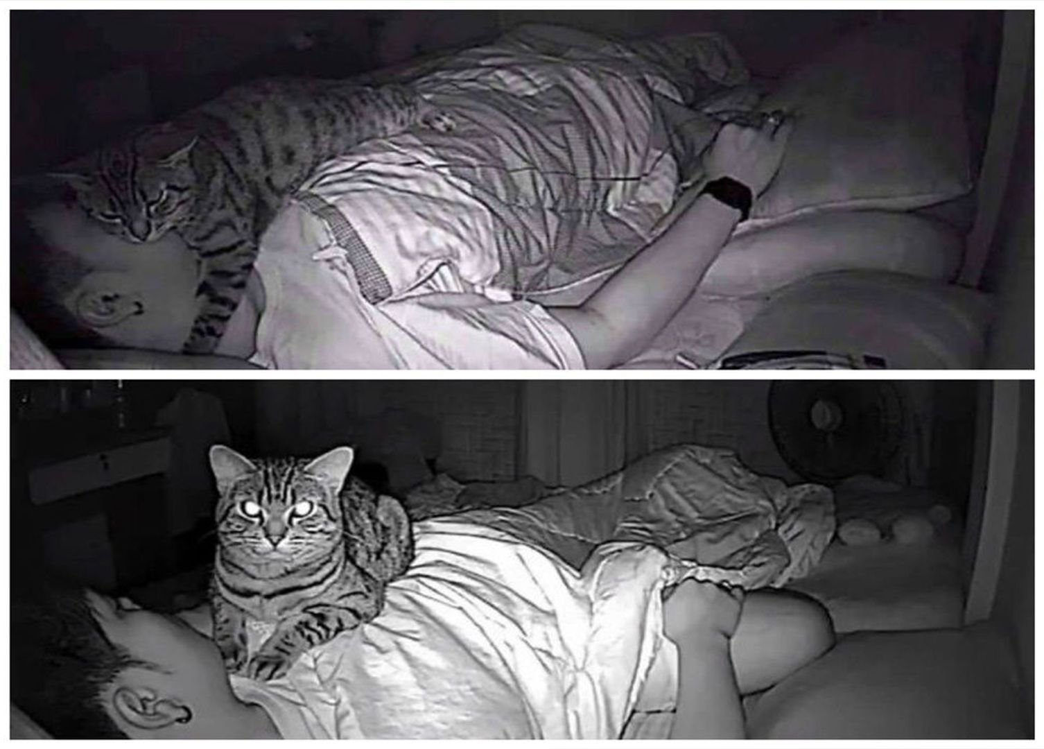 Спят а их хотя. Кот, наблюдает за спящим. Кот дрыхнет. Кот охраняет сон.