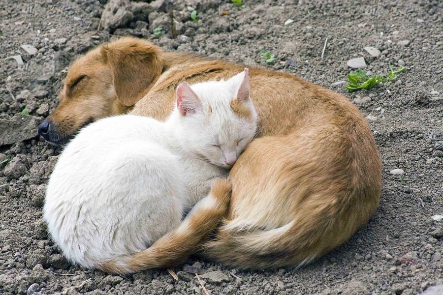 Брошенные собаки и кошки фото