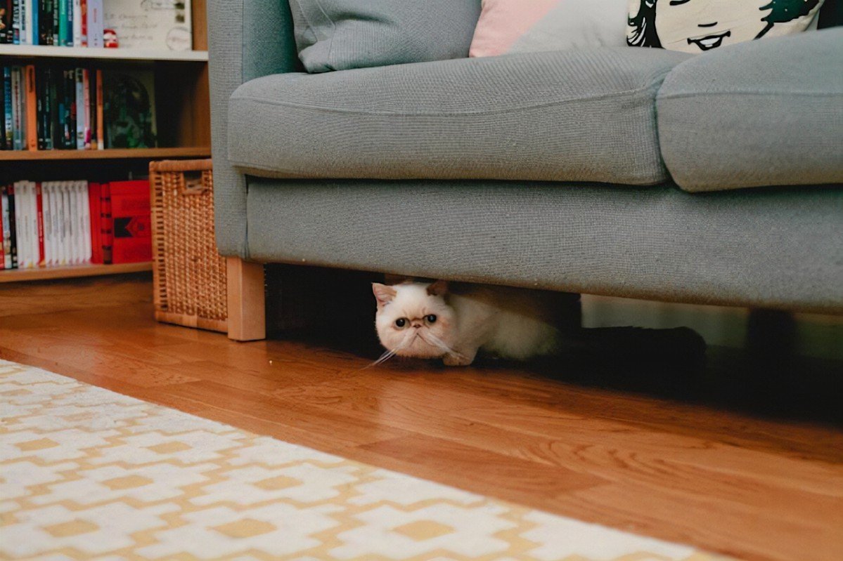 К кошка из-под дивана. Кошка под диваном. Кот достает из под дивана. Кот достает из под дивана. Игрушка под диваном.