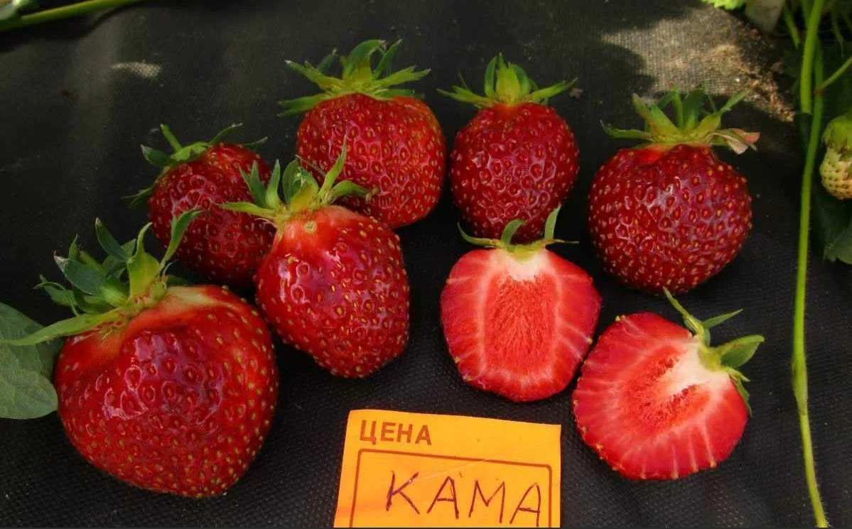 Клубника Садовая Кама