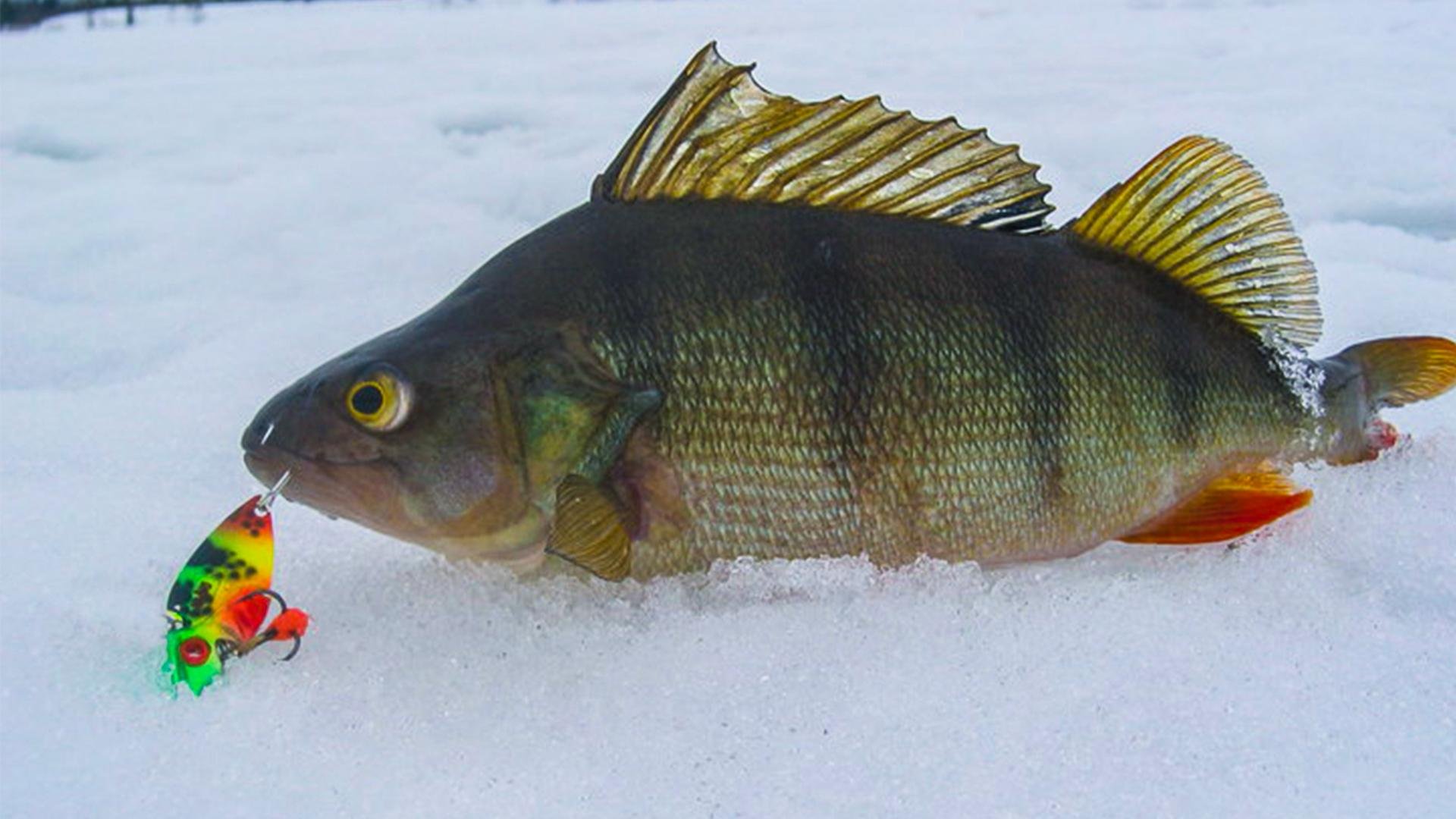 127. цикада с алиэкспресс. цикады окунь. блесна -цикада блейдбейт. ловля на цикаду.