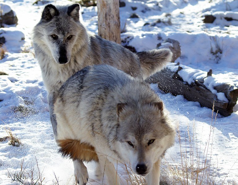 Сколько лет живут волки. Семейство волчьих. Семейство псовые волки. Сур животное из семейства волчьих. Сколь волк.
