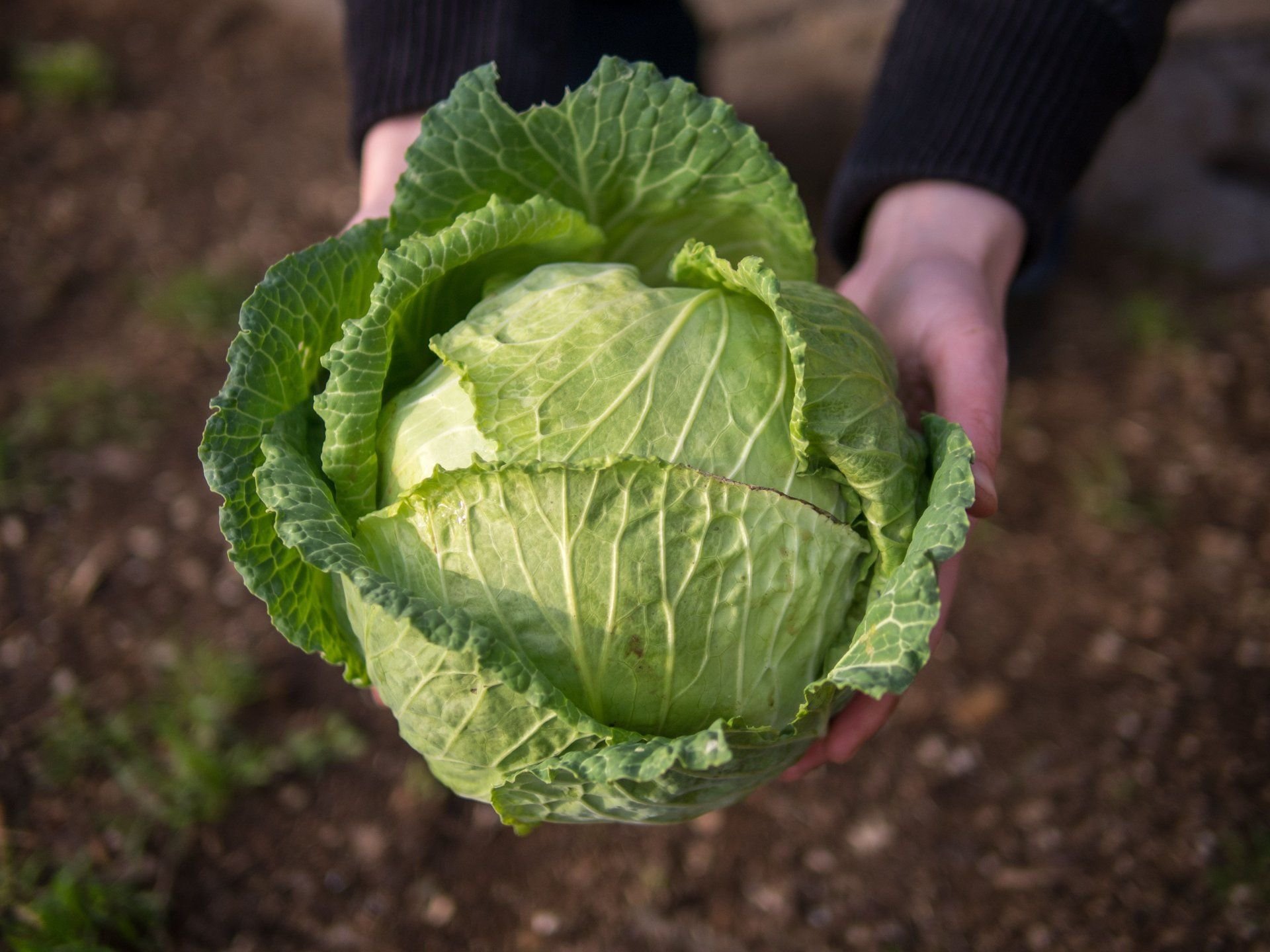 Свойства капустного листа. Сообщение о капусте. Кочанная капуста витамины. Капуста. Капуста белокочанная характеристика.