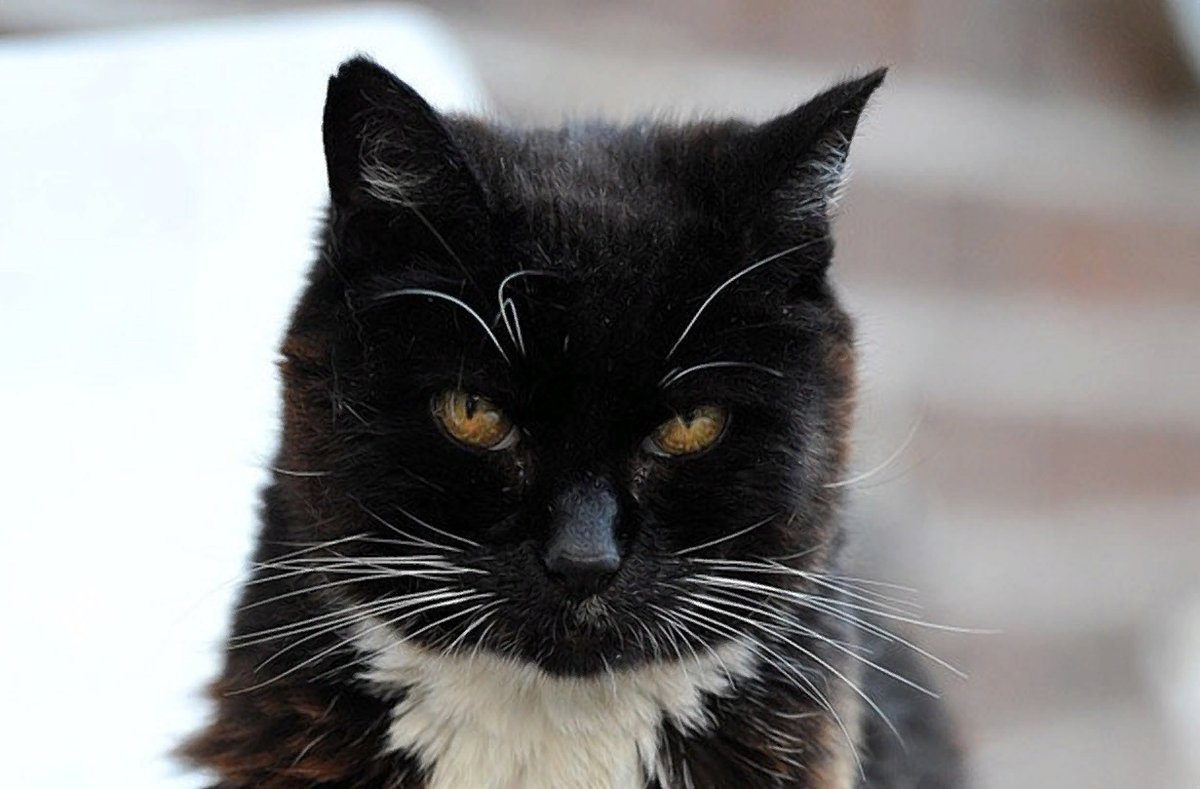 европейский мейн кун. кошка люси долгожитель. какая кошка считается старой. возраст кошки по человеческим меркам таблица по годам. крим пафф кошка долгожитель.