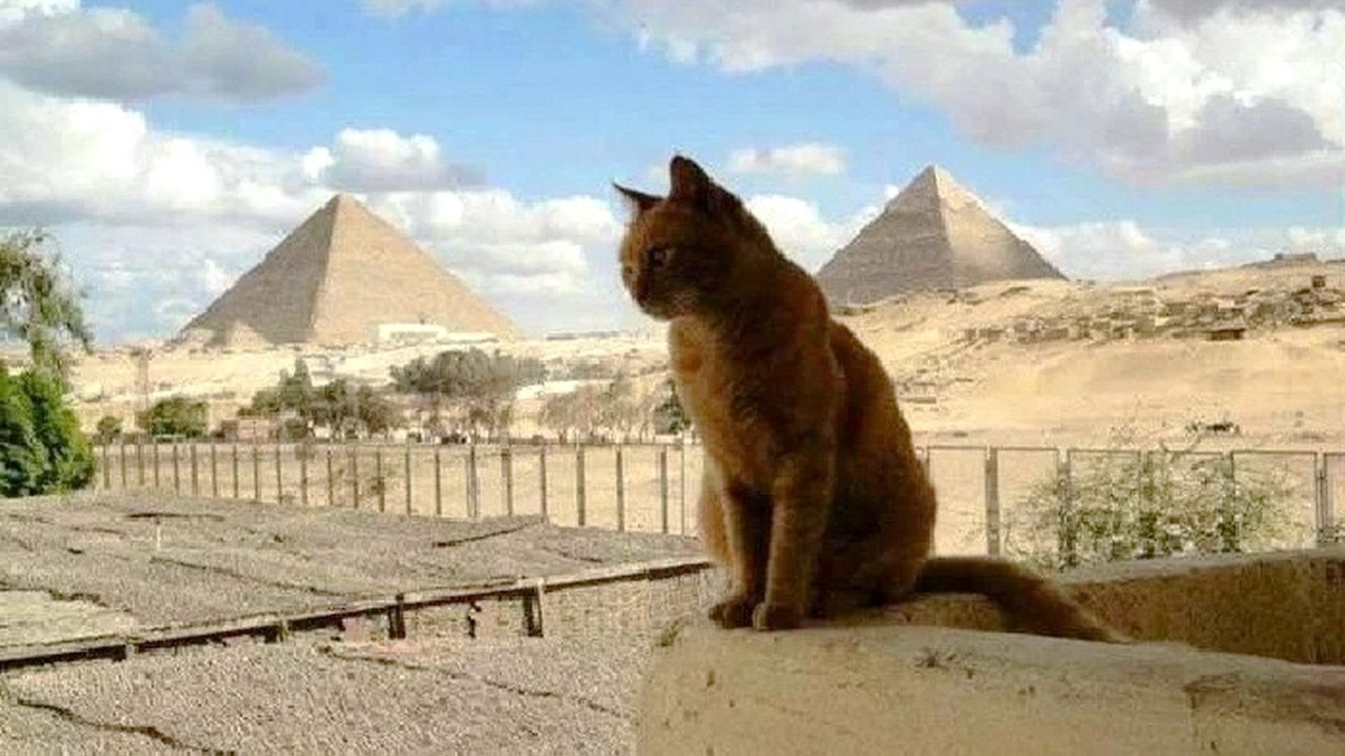 Кошки древнего египта картинки