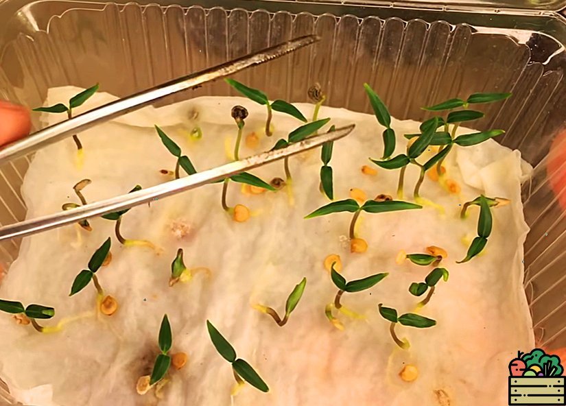 Высадка перцев на рассаду 2024. Гацания сеянцы. Рассада перцев. Высаживание рассады перца. Посев перца на рассаду.