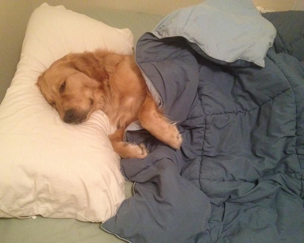Почему собаки спят на кровати. Кровать для собаки. Спящий пес.