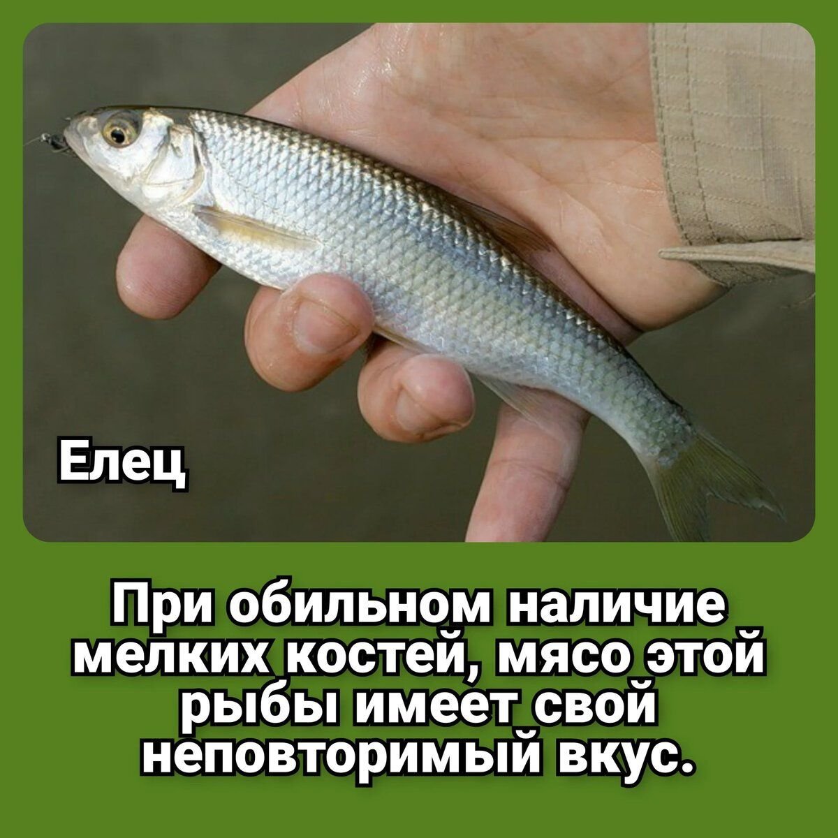 Какая рыба самая костлявая