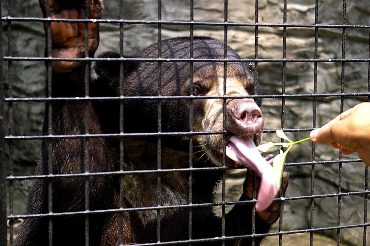 Закрытый зоопарк на Филиппинах
