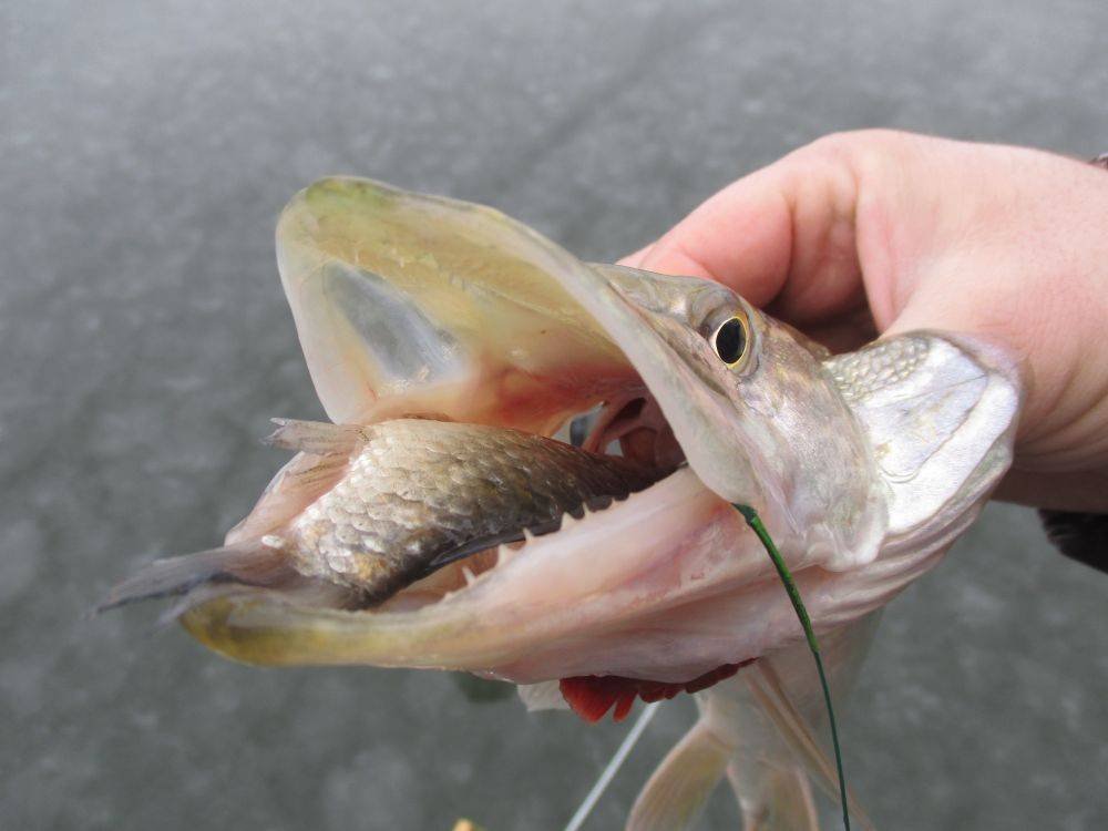 рыба щука. щука. щука клюка. приманки на щуку. почему щучья.