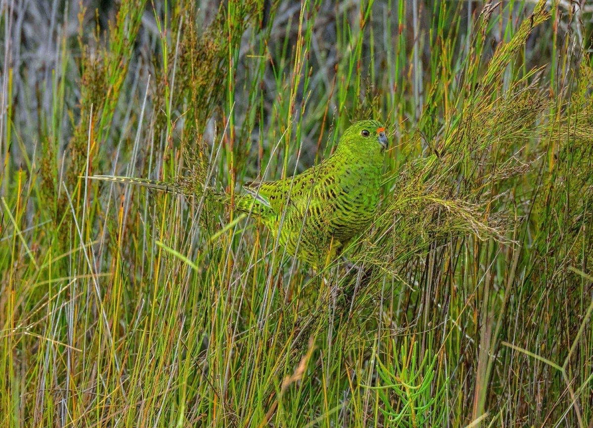 Pezoporus flaviventris