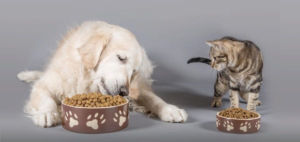 а можно собакам кошачий корм. собакам есть кошачий корм. еда для собак. сухой корм для собак. собакам есть кошачий корм.