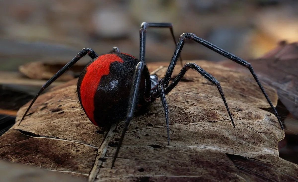 Опасные животные и насекомые австралии