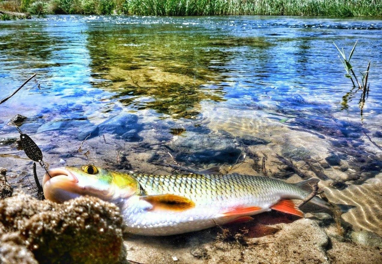 какая рыба водится в реке белая в адыгее