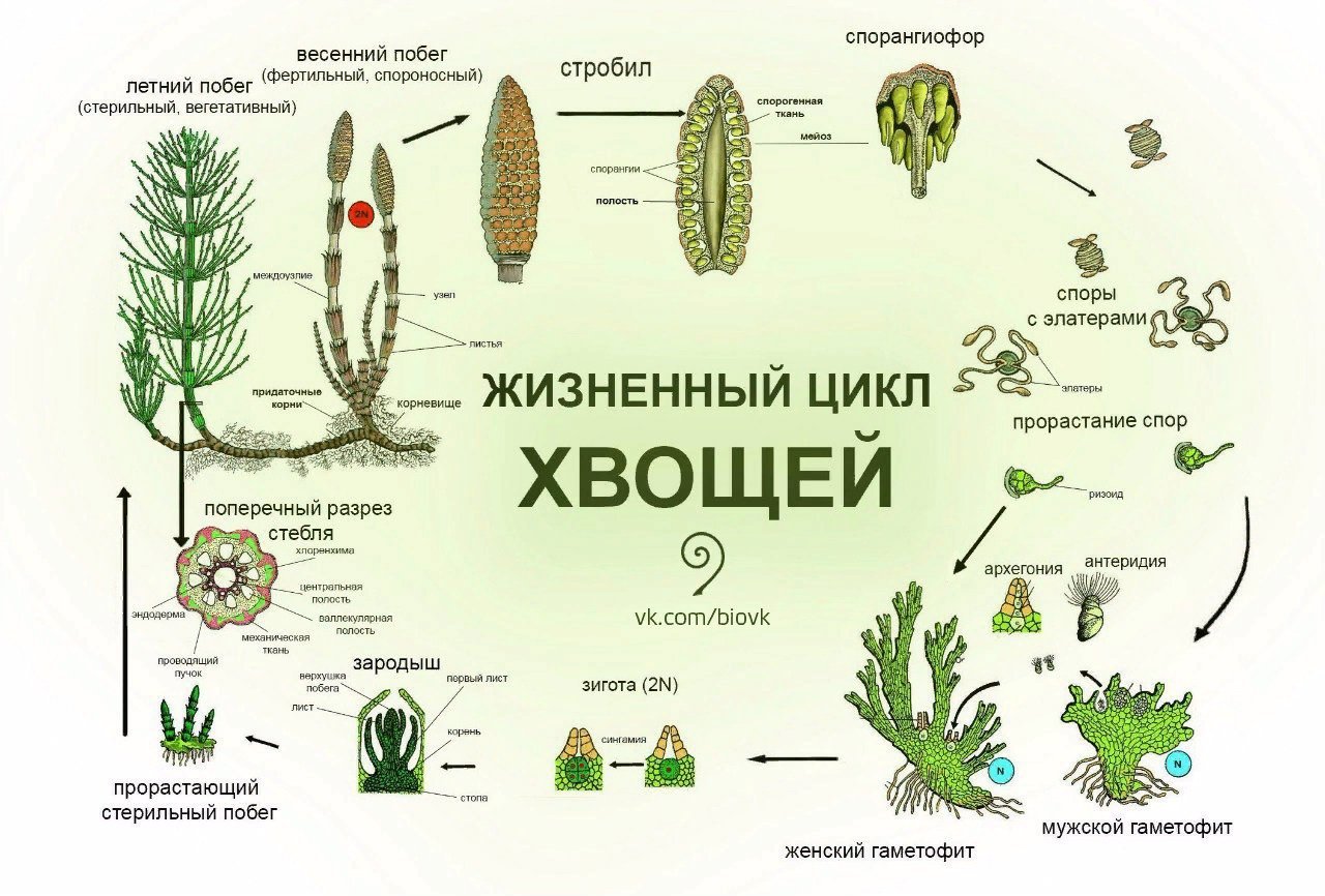 Споры плауна образуются